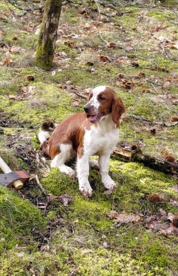 Étalon Welsh Springer Spaniel - Amore Mia des Hauts de L'Espinouse