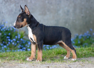 Étalon Bull Terrier Miniature - Bimbo Du Domaine Des Démons Bretons