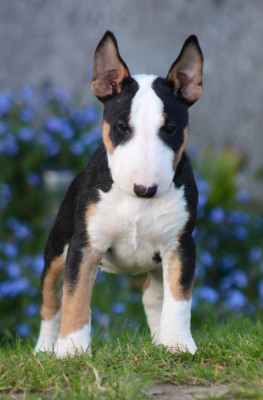 Étalon Bull Terrier Miniature - Binouze Du Domaine Des Démons Bretons