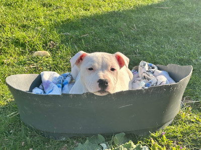 Étalon Staffordshire Bull Terrier - Aska (Sans Affixe)