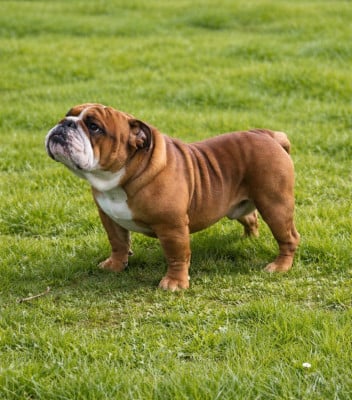 Étalon Bulldog Anglais - X-Calibur Nelia Bulls