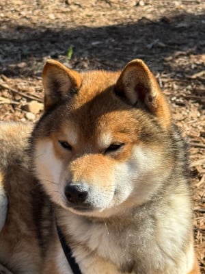 Étalon Shiba - Tequila des portes de la moria