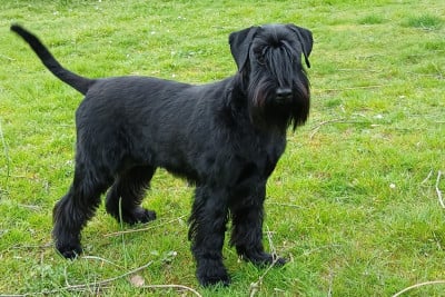 Étalon Schnauzer - UKO dite YUKO (Sans Affixe)