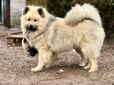Étalon Eurasier - sorschies Buz D Drek