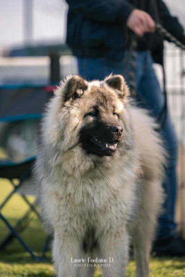 Étalon Eurasier - Kai av nixenspitze