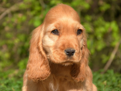 Étalon Cocker Spaniel Anglais - Barbie Girl de la vallée de l'empereur