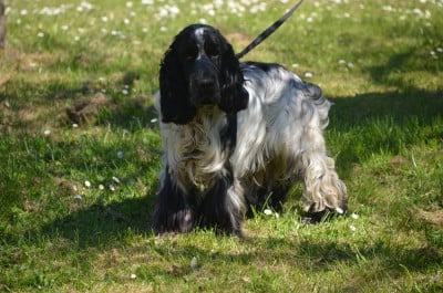 Étalon Cocker Spaniel Anglais - antares Du Domaine D'Anteros