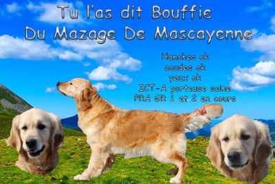 image de Tu l'as dit bouffie