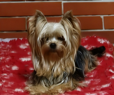 Étalon Yorkshire Terrier - Ukulala De la vierge doree