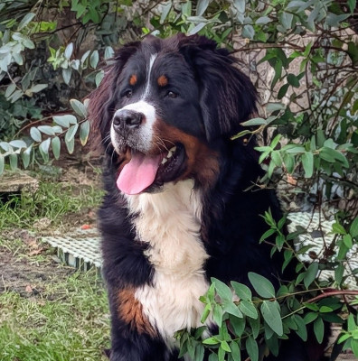 Étalon Bouvier Bernois - Victoire Ella Plume d Izzly de la noë des grands froids