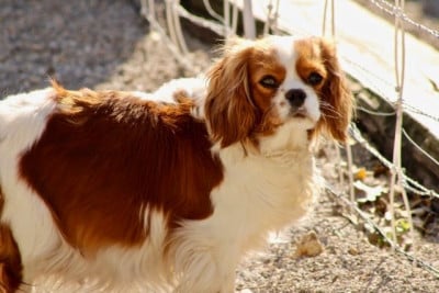 VAHINÉE de la Bastide du Jas de Jeromes