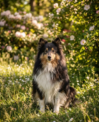 Étalon Shetland Sheepdog - Venome Domaine Des Elfindian