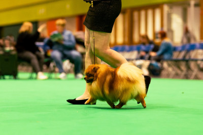 Étalon Spitz allemand - Von dutch Des Punchy Diamonds