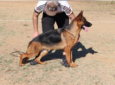 Étalon Berger Allemand - Pariss du grand Revoyet