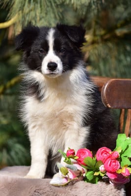 Étalon Border Collie - Ginger s Heritage Lark Ascending Aria