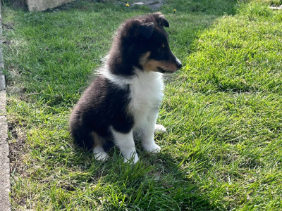 Étalon Shetland Sheepdog - BLOOM BLACK De L'Archipel De Vauban
