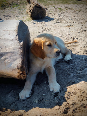 Étalon Golden Retriever - Ambroisie Divine Du Pan Ambré