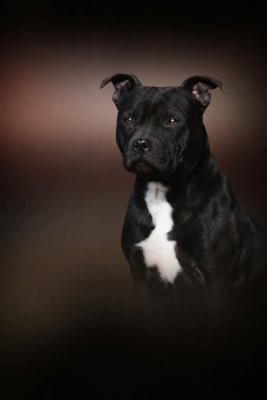 Uméa Du Domaine De Roujus