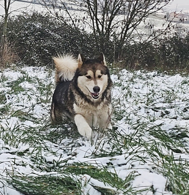 Étalon Alaskan Malamute - S'Yuma M'alaska Dream Of Snow