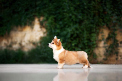 Étalon Welsh Corgi Pembroke - born to be Your deep purple