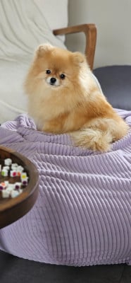 Uguette du domaine de l'écluse