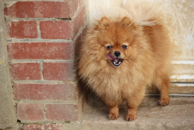 Étalon Spitz allemand - Mayra (Sans Affixe)