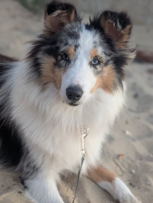 vesta divine babig karantez de breizh