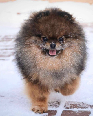 tsunami blues Great Winner