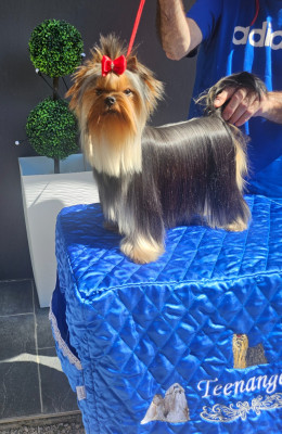 Étalon Yorkshire Terrier - Teenangel Virgin