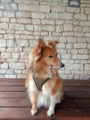 Étalon Shetland Sheepdog - Soda des Bergers de Sainte Anne