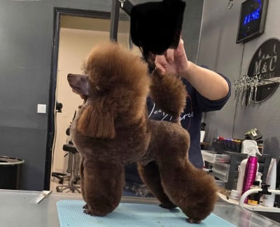 Étalon Caniche - Un espoir des cerbois de la cheneveyre Titre Initial