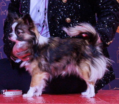 Étalon Chihuahua - Ava du Paradis Rétais