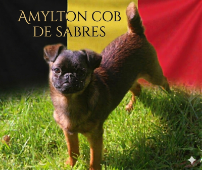Étalon Petit Brabançon - Amylton cob de sabres