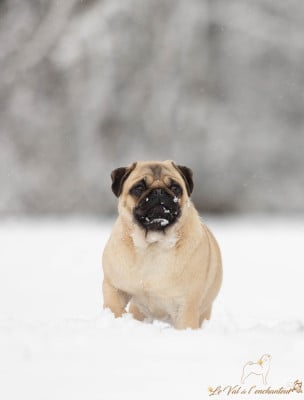 Étalon Carlin - Vvhall-e du Val de L'enchanteur