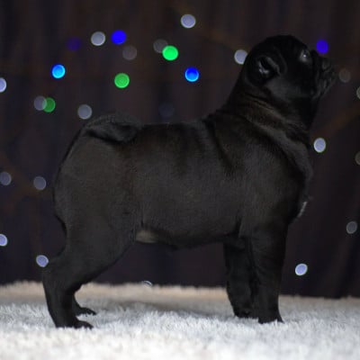 Étalon Carlin - Vvardruna du Val de L'enchanteur