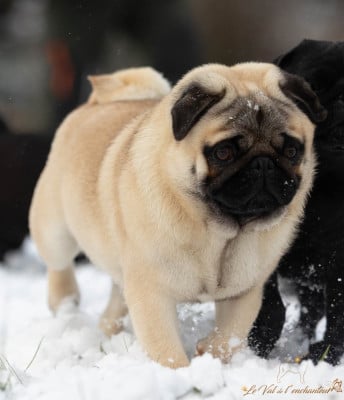 Étalon Carlin - Vvasabi du Val de L'enchanteur