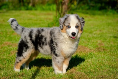 Étalon Berger Américain Miniature - ANANAS Des P'tites Perles D'Alie