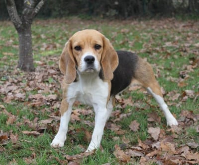 Étalon Beagle - Sookie De la vallee des trappeurs