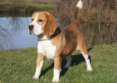 Étalon Beagle - Pumba de la Ciudad Encantada