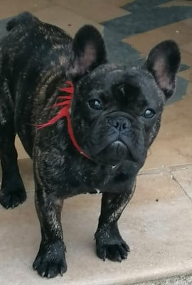 VEGAS des terres de frasne