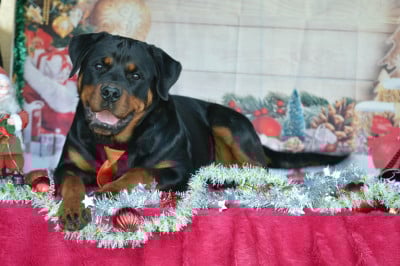 Étalon Rottweiler - Akina des gardiens de feu