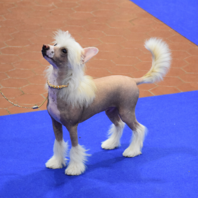 Étalon Chien chinois à crête - Angel Nova Little Exotic Star