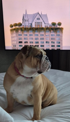 Étalon Bulldog Anglais - A LADY Di Vendra Nera