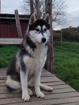 Étalon Siberian Husky - Adventure In The Mist Of Artic West Wind