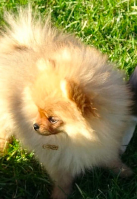 Étalon Spitz allemand - TOPAZE DE PONFLOT (Sans Affixe)