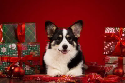 Étalon Welsh Corgi Pembroke - Night Keepish Fetuchini