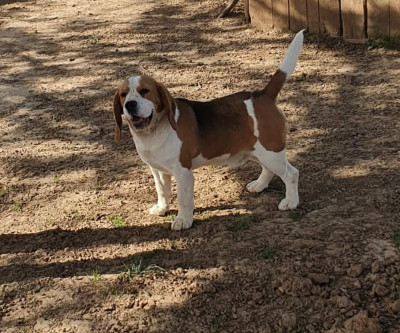 Étalon Beagle - ulk des terres du baron