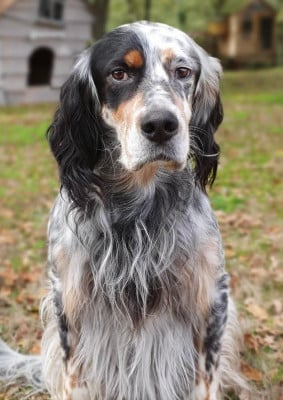 Étalon Setter Anglais - LUCKY Du Moulin Malaguet