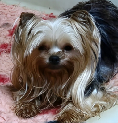 Étalon Yorkshire Terrier - TOP MODELE LOVE De la vierge doree