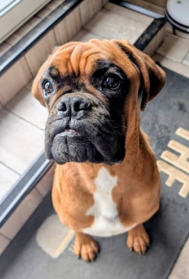 Étalon Boxer - Anaya De La Vallée Des Borderies